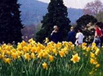 baden daffodils