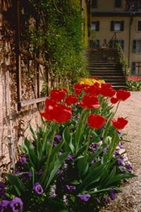 baden baden tulips